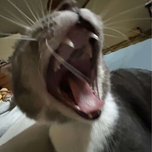 Meet your Posher, Mal